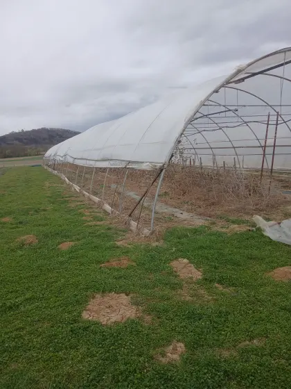 Folientunnel mit 48 x 8 m