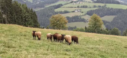 Belegfähige Bio-Jura-Zuchtschafe