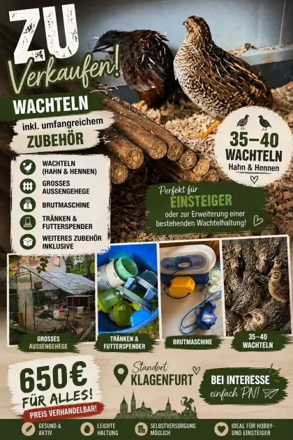 Wachtel
