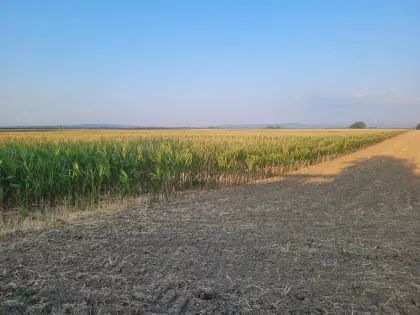 Silomais ab Feld