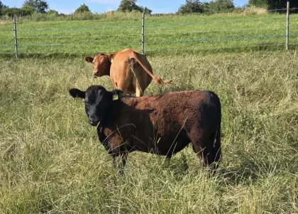 Lowline Angus Bulle Niro