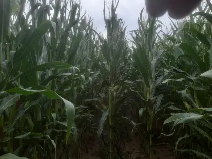 Grassilageballen