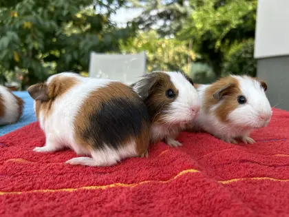 Meerschweinchen-Babys