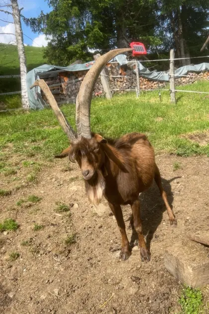 Aosta-Bock