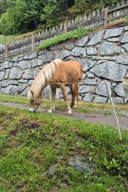 15-jährige Haflingerstute