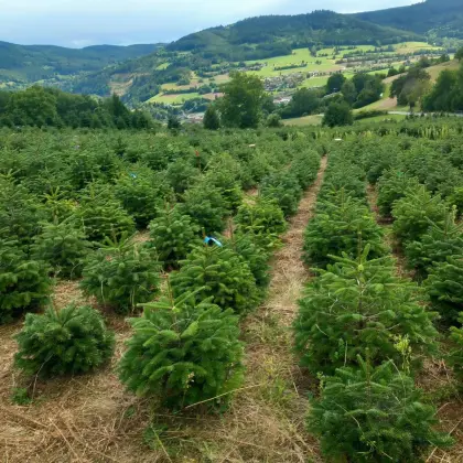 Verkaufe Nordmanntannen, gepflegte Top-Ware