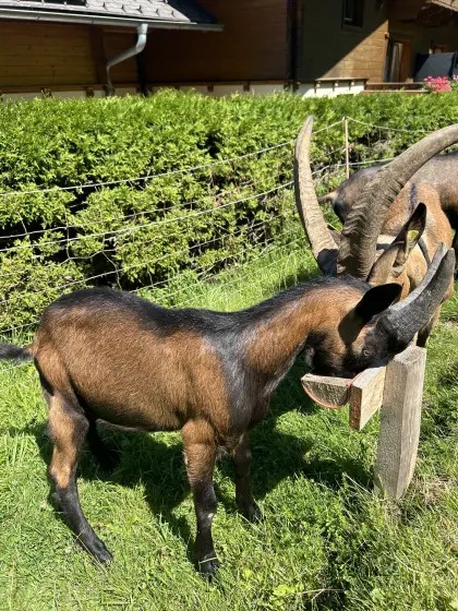 Aosta Kitzbock