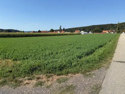 Luzerne ab Feld