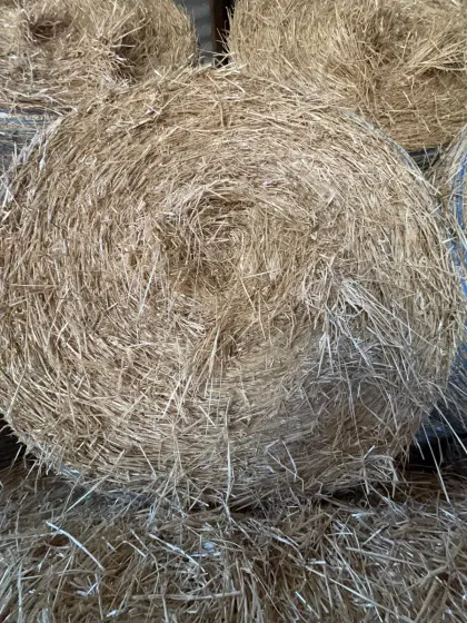Gerstenstroh in Rundballen