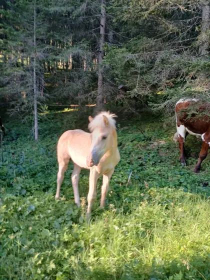 Haflinger Hengstfohlen