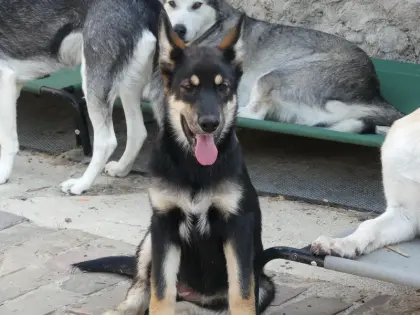 Welpen, Sandros Leisha Dog-Welpen (Wolfsschäferhund)