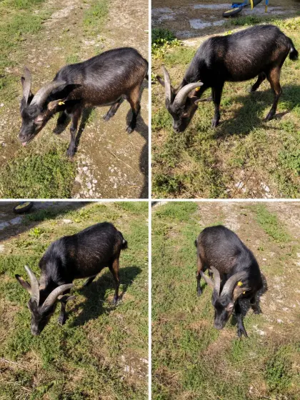 Ziegenbock