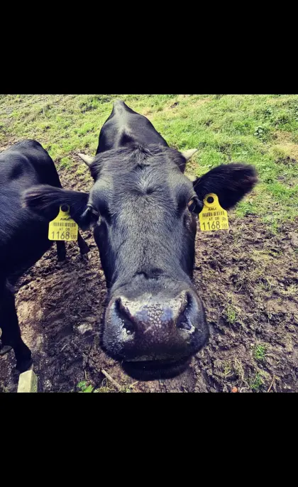 2 Dahomey-Kühe und Stier zu verkaufen