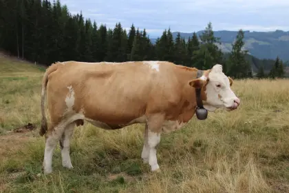 Trächtige Bio-Kalbin