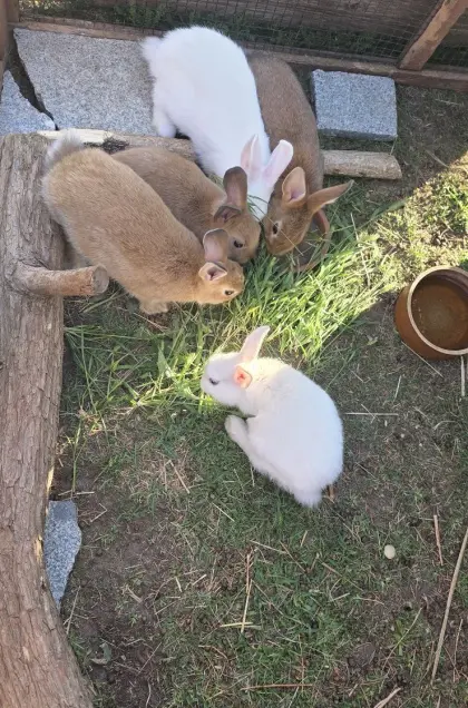 Süße Kaninchen in gute Hände abzugeben