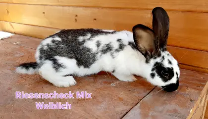 Riesenscheck-Mix Kaninchen Häsin