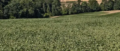Soja-GPS, Sojabohnen-Silage
