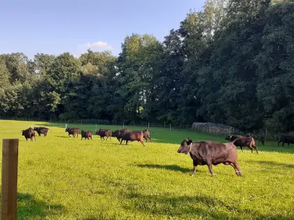 Zuchtstier Wagyu Mr. Karate