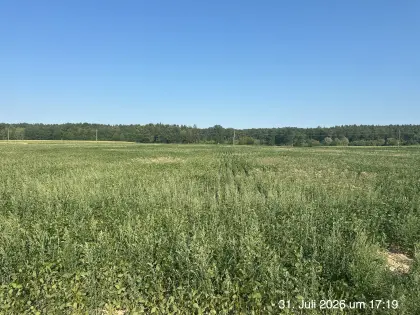 Sojabohne Bio für Silage