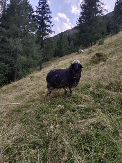 Steinschaf-Kilberln