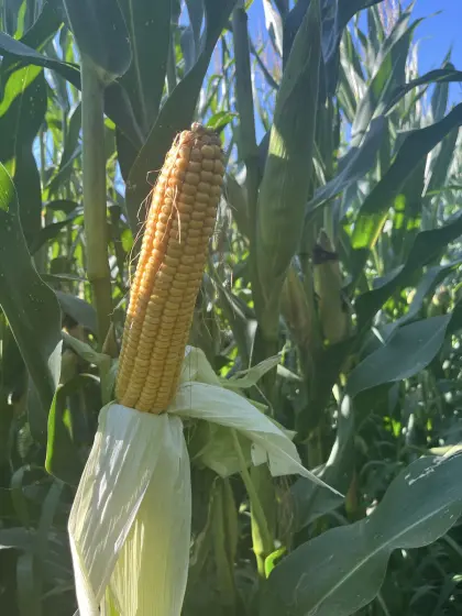Silomais ab Feld zu verkaufen