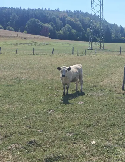 Bio Galloway Färse weiblich