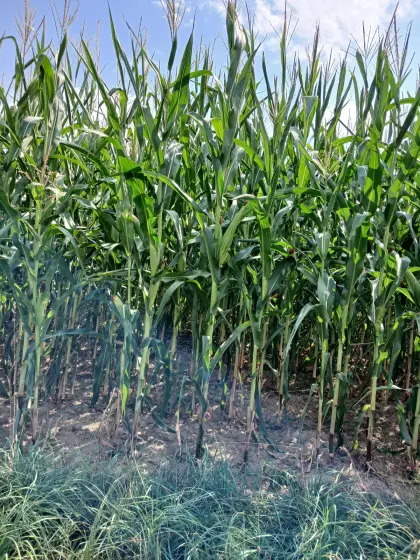 Silomais ab Feld