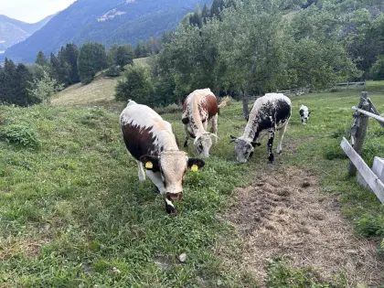 Pustertaler Sprinzen Stierkalb