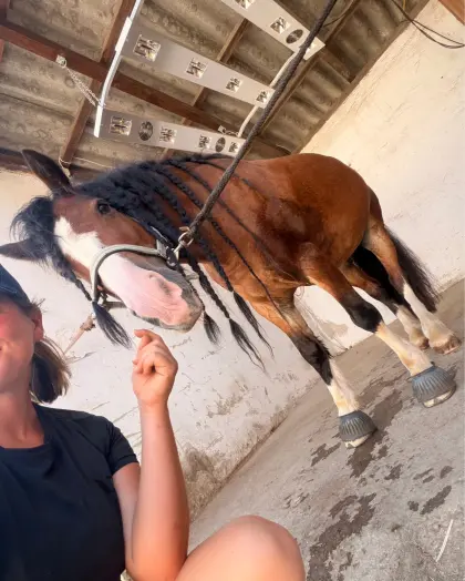 Pferd, Beistellpferd