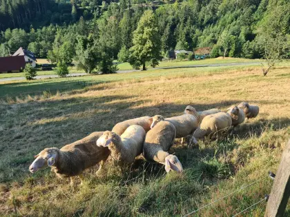Merino-Mutterschafe