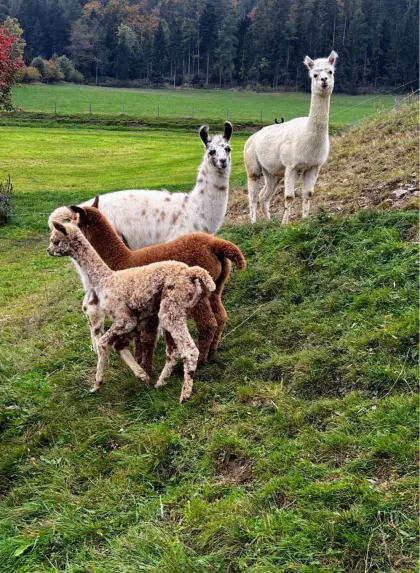 Alpakas, Lamas