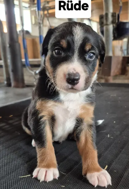 Appenzeller, Border Collie Welpen
