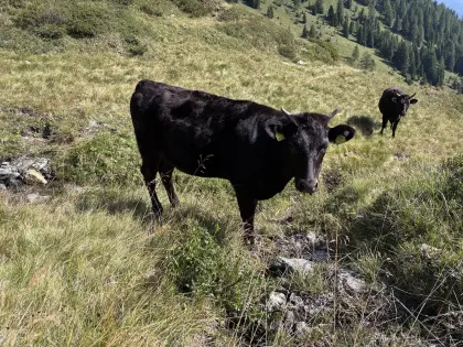 2 100% Fullblood Wagyu-Kalbinnen