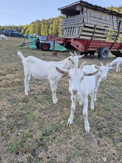 Saanen, WDE, Bauernziege Mix
