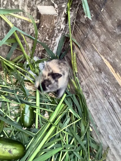 Hasenbabys zu verschenken