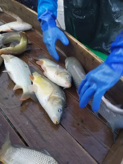 Speisefische