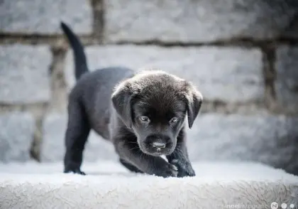 Labradorwelpen aus liebevoller Familienzucht