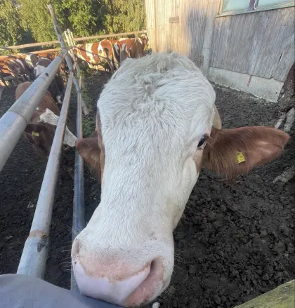 Suche Fresser, Einsteller