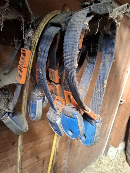 Halsbänder Kälber DeLaval