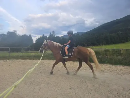 Haflinger-Wallach