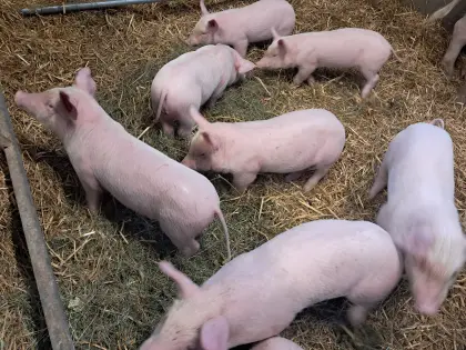 Bio-Ferkel, Landrasse x Pietrain
