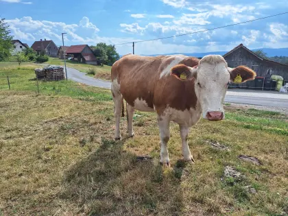 Trächtige Bio-Kalbin zu verkaufen