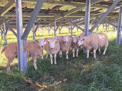 Texel Bock, Jungschaf