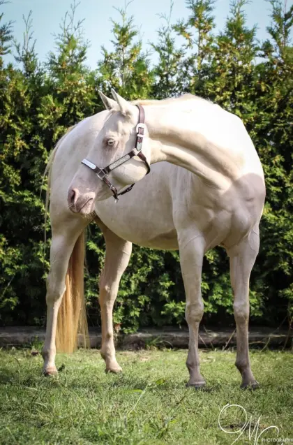 Quarter Horse Zuchtstute