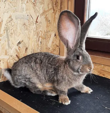 Riesenkaninchen
