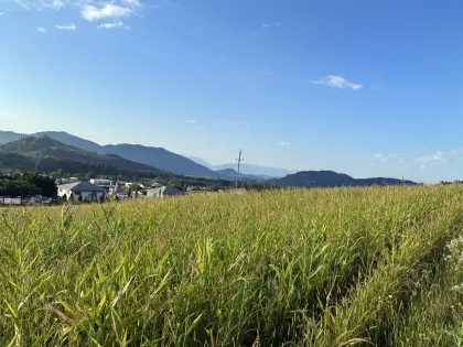 Bio-Körnermais zum Häckseln oder für Ballen, ab Feld
