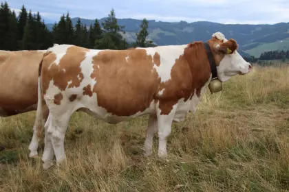 Trächtige Bio-Kalbin