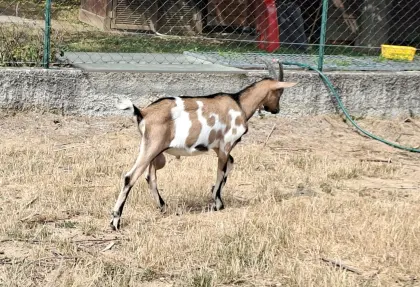 Milchziegenbock