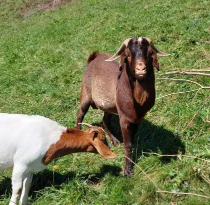 Burenbock