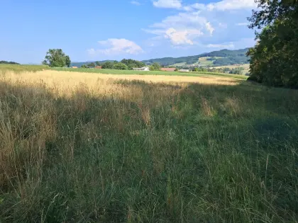 Grünbrache